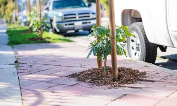 Newly planted street tree on Ortega St in Santa Barbara