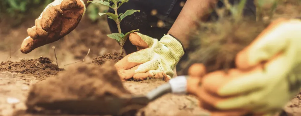 Stock image close up of someone planting a tree.