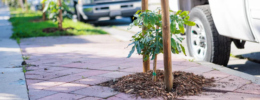 Newly planted street tree on Ortega St in Santa Barbara