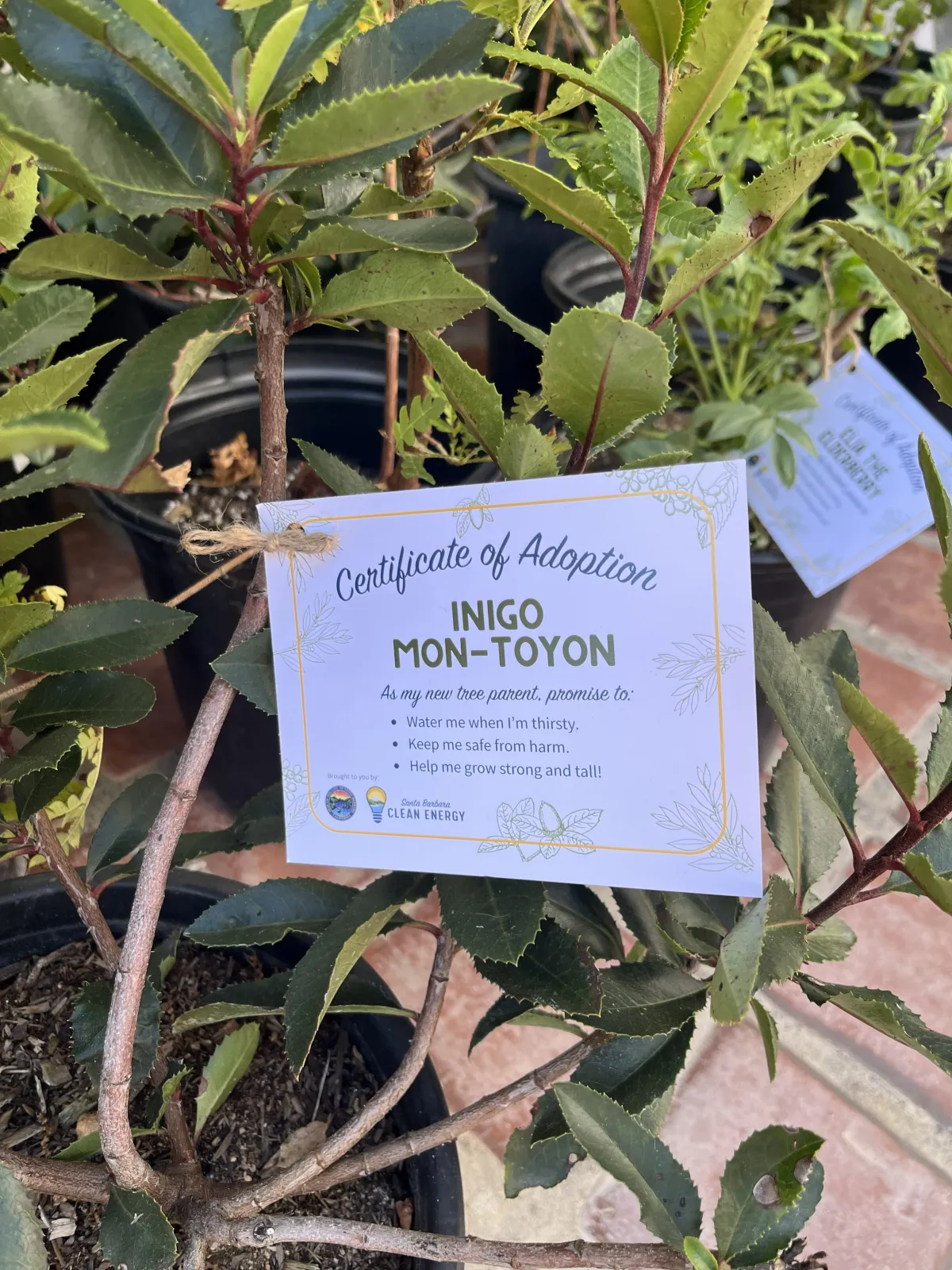 Photo of a Santa Barbara Clean Energy Community Tree Program tree adoption certificate with the name "Inigo Mon-Toyon"